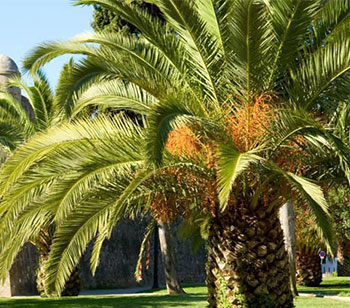 Aguas residuales de la industria de la palma